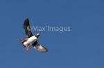 MAXIMAGES_06
